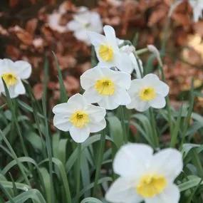 Loth Lorien Daffodil (Narcissus Loth Lorien) Img 5